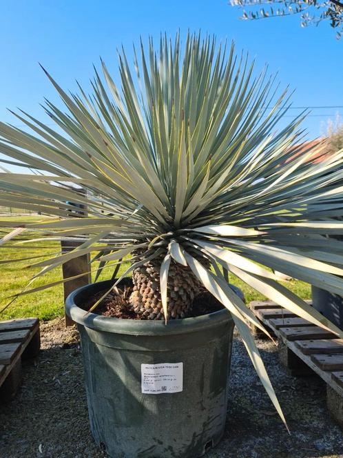 Yucca Rigida, Tuin en Terras, Planten | Tuinplanten, Ophalen