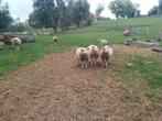 Mouton Chevre, Dieren en Toebehoren, Schapen, Geiten en Varkens