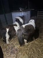 Poney, Enlèvement, Utilisé