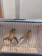 Groenvink Man Bruin, Dieren en Toebehoren, Mannelijk, Wildzangvogel, Geringd