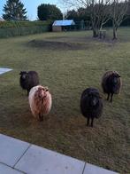 Ouessant-schapen te koop, Ophalen