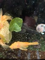 Ancistrussrn golden albino, Dieren en Toebehoren