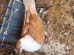 Afghani duiven گفتری فرشی موقعیت بلجیم, Dieren en Toebehoren, Vogels | Overige Vogels