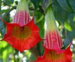Brugmansia angel scarlet red, Tuin en Terras, Planten | Tuinplanten, Ophalen