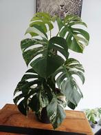 Monstera deliciosa albo variegata, Ophalen