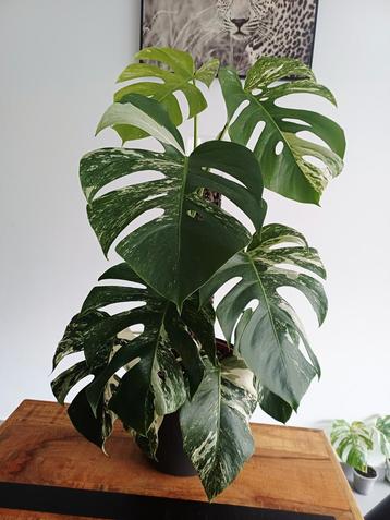 Monstera deliciosa albo variegata  beschikbaar voor biedingen