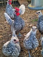 Sebright zilver zwart gezoomd, Dieren en Toebehoren, Pluimvee, Meerdere dieren, Kip