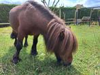 Shetlandpony, Dieren en Toebehoren, Hengst, A pony (tot 1.17m), Ontwormd, Onbeleerd