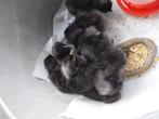 Kuikens, Dieren en Toebehoren, Pluimvee, Geslacht onbekend
