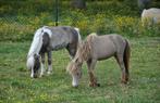AMHA/NMPRS minipaard merrie en hengstveulen, Dieren en Toebehoren, Pony's, Merrie, Gechipt, Niet van toepassing, 0 tot 2 jaar
