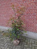 photinia red robin glansmispel vanaf 80-100cm dikke struiken, Jardin & Terrasse, Plantes | Arbustes & Haies, 100 à 250 cm, Enlèvement ou Envoi