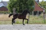 Veulen - 1 jarige hengstenveulen te koop -, Dieren en Toebehoren, Paarden, Z