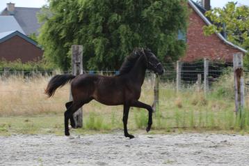 veulen, Z