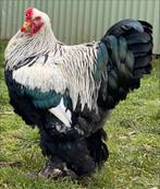 brahma zilverpatrijs, Mannelijk, Kip