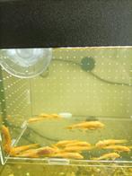 Ancistrus L144 albino,wilde kluer, Dieren en Toebehoren, Overige typen, Zoetwatervis