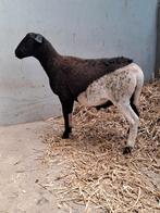 Gekruist dorper ram, Mannelijk, Schaap, 0 tot 2 jaar