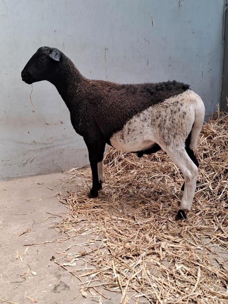 Gekruist dorper ram, Dieren en Toebehoren, Schapen, Geiten en Varkens, Schaap, Mannelijk, 0 tot 2 jaar