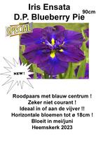 IRIS ENSATA Waterplanten, Tuin en Terras, Ophalen of Verzenden, Zomer, Vaste plant, Volle zon