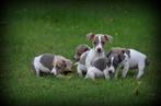 Jack Russell pups blauw lilac, Dieren en Toebehoren, Honden | Jack Russells en Terriërs, België, Jack Russell Terriër, CDV (hondenziekte)