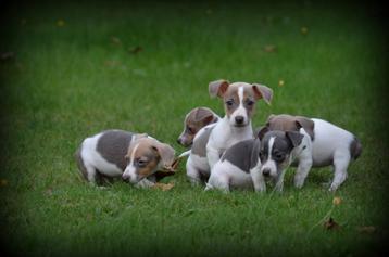 Jack Russell pups blauw lilac beschikbaar voor biedingen