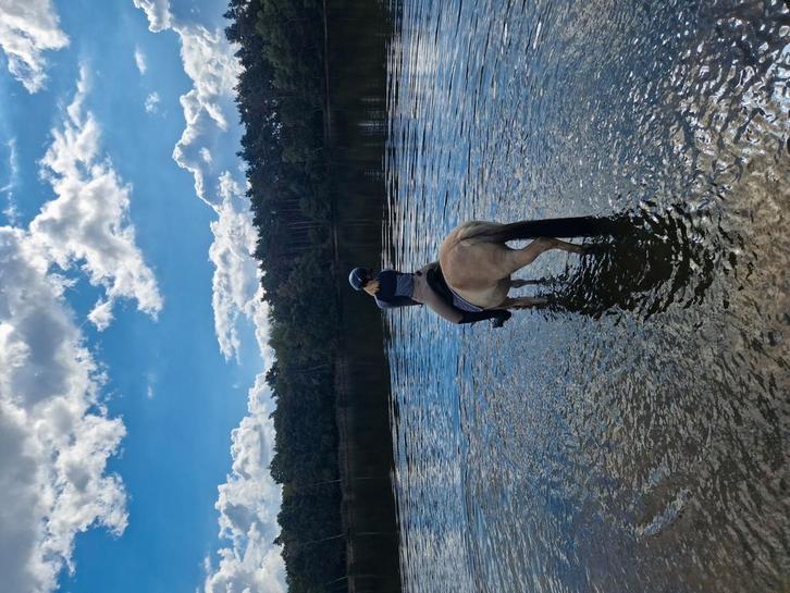 Knappe 3.5jarige fjorden merrie, Animaux & Accessoires, Poneys, Jument, Débourré