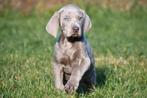 Weimaraner pups te koop - Beide ouders aanwezig, Parvo, België, Overige rassen, 8 tot 15 weken