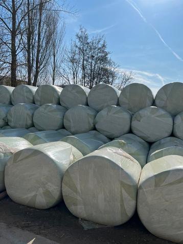Grote bollen maïs beschikbaar voor biedingen