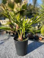 Trachycarpus takagii palmboompje, Lente, Minder dan 100 cm, Palmboom, Ophalen