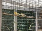 Kanaries, Dieren en Toebehoren