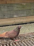 Heel mooi duiven te koop, Dieren en Toebehoren, Meerdere dieren, Overige soorten