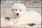 Prachtige langharige Zwitserse Witte Herder pup, CDV (hondenziekte), Meerdere, 8 tot 15 weken, Herder