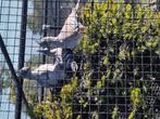 Australische kuifduiven, Dieren en Toebehoren, Vogels | Duiven, Mannelijk, Overige soorten