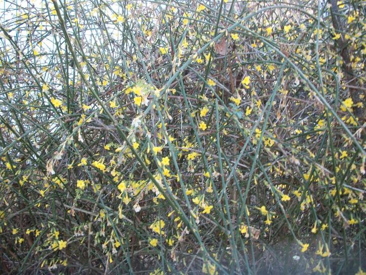 Jasminum nudifolium of winterjasmijn, Tuin en Terras, Planten | Tuinplanten, Vaste plant, Klimplanten, Volle zon, Winter, Ophalen