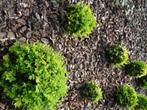 buxus sempervierens, Jardin & Terrasse, Plantes | Arbustes & Haies, Enlèvement, Buis, Arbuste