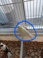4 jonge kanaries te koop .....
