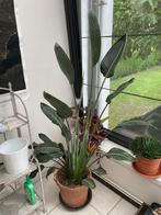 Strelitzia fleurs oiseau du paradis, Huis en Inrichting, Kamerplanten, Bloeiende kamerplant, Ophalen, Overige soorten, 150 tot 200 cm