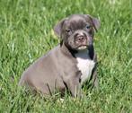 Amerikaanse Stafford pups, Dieren en Toebehoren, Honden | Jack Russells en Terriërs, België, Reu, CDV (hondenziekte), 8 tot 15 weken