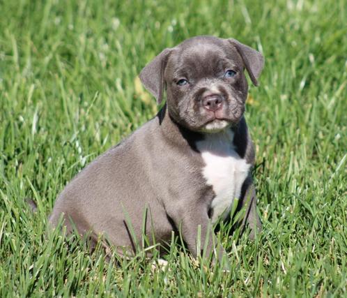 Amerikaanse Stafford pups, Dieren en Toebehoren, Honden | Jack Russells en Terriërs, Reu, American Staffordshire Terriër, Fokker | Professioneel