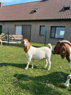 Boerbok met stamboom, Dieren en Toebehoren