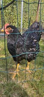 Haan barnevelder, Dieren en Toebehoren