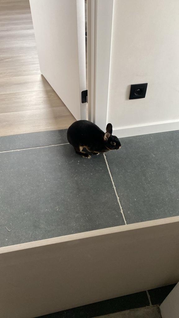 Dwerg rex konijn, Dieren en Toebehoren, Konijnen, Klein, Vrouwelijk, 0 tot 2 jaar