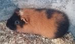 Teddy cavia beertje, Dieren en Toebehoren, Knaagdieren, Cavia