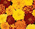 10 graines de Tagetes bas Durango mix - fleurs doubles, Graine, Printemps, Envoi