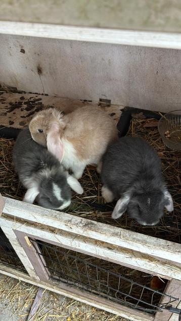 Konijn mini loop, Sexe inconnu, Petit, Oreilles tombantes, 0 à 2 ans