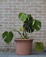 Monstera, Ophalen of Verzenden