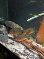 Aquarium bio+meuble complet avec déco etc..., Enlèvement, Utilisé, Aquarium d'eau douce rempli