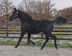 Talentvolle knappe Kjento jaarling, Gechipt, Niet van toepassing, Dressuurpaard, 0 tot 2 jaar