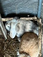 2 schattige lieve hangoortjes te koop, Dieren en Toebehoren, Konijnen, Mannelijk, Dwerg, Hangoor, 0 tot 2 jaar