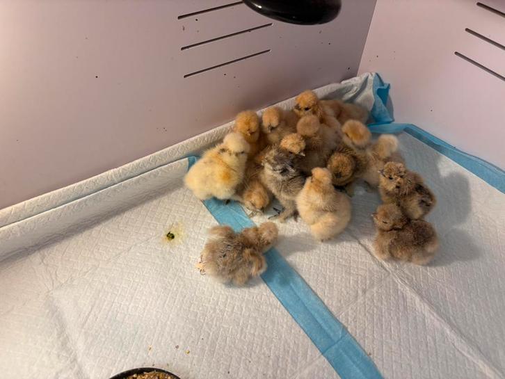 USA zijdehoender kuikens buff, Dieren en Toebehoren, Pluimvee