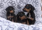 Pincher pups reutjes, Dieren en Toebehoren, Honden | Bulldogs, Pinschers en Molossers, CDV (hondenziekte), 8 tot 15 weken, België